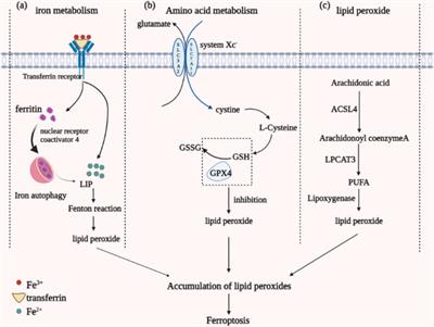 Ferroptosis-based drug delivery system as a new therapeutic opportunity for brain tumors